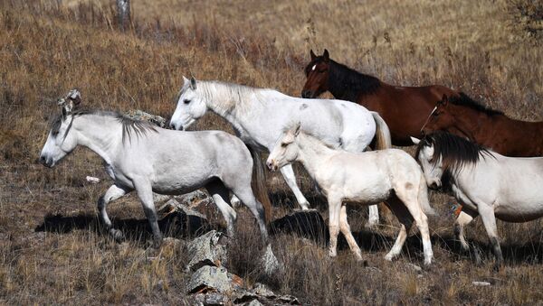 Лошади пасутся. Архивное фото - Sputnik Кыргызстан