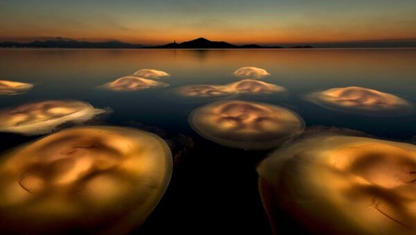 Снимок Балет медуз испанского фотографа Анхеля Фитора - Sputnik Кыргызстан