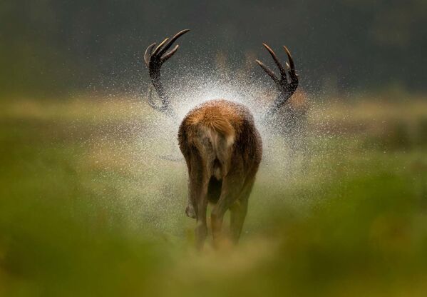 Снимок After the rain (После дождя) британского фотографа Дэнни Грина, победивший в категории Млекопитающие - Sputnik Кыргызстан