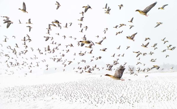 Весной в Норвегии гнездятся тысячи розоногих гусей, которые направляются на нерест в Арктику (на остров Шпицберген). Снимок Терье Колааса из Норвегии Миграция пернатых.  - Sputnik Кыргызстан