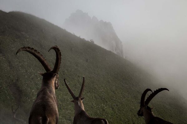 Группа горных козлов во Французских Альпах. Снимок сделан летом, в этот период самцы проводят время большими группами у вершин гор.  - Sputnik Кыргызстан