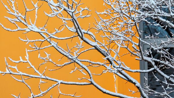 Ветки дерева, запорошенные снегом. - Sputnik Кыргызстан