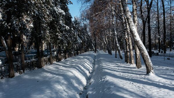 Заснеженные деревья вдоль бульвара Эркиндик в Бишкеке - Sputnik Кыргызстан
