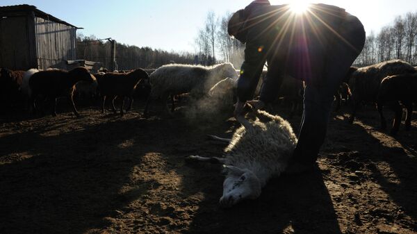 Мужчина забивает скот. Архивное фото - Sputnik Кыргызстан