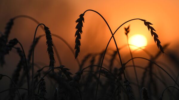 Пшеница на полях во время уборки урожая. Архивное фото - Sputnik Кыргызстан