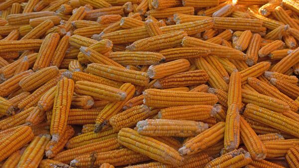 Жүгөрүнүн түшүмү. Архив - Sputnik Кыргызстан