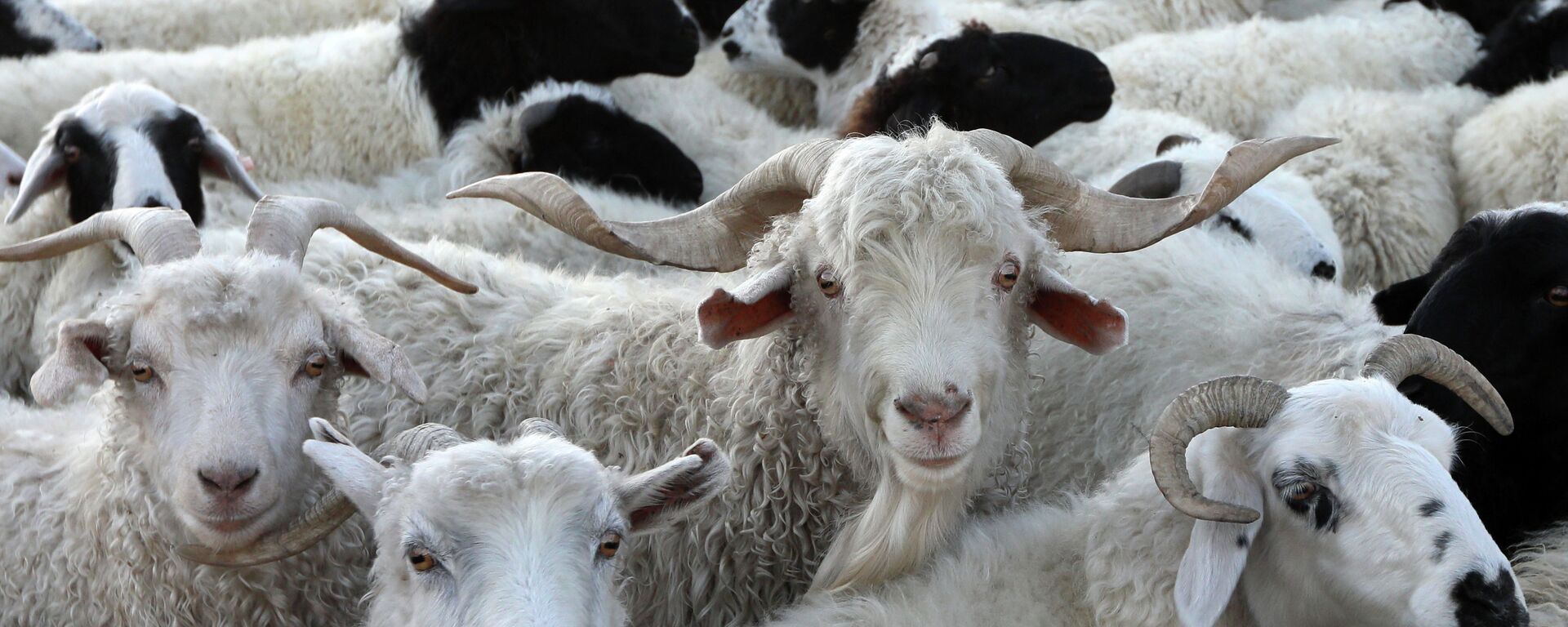 Кой, эчкилер. Архивдик сүрөт - Sputnik Кыргызстан, 1920, 09.08.2025