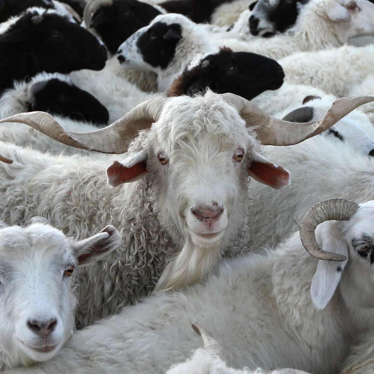 Эчки баасы бишкек