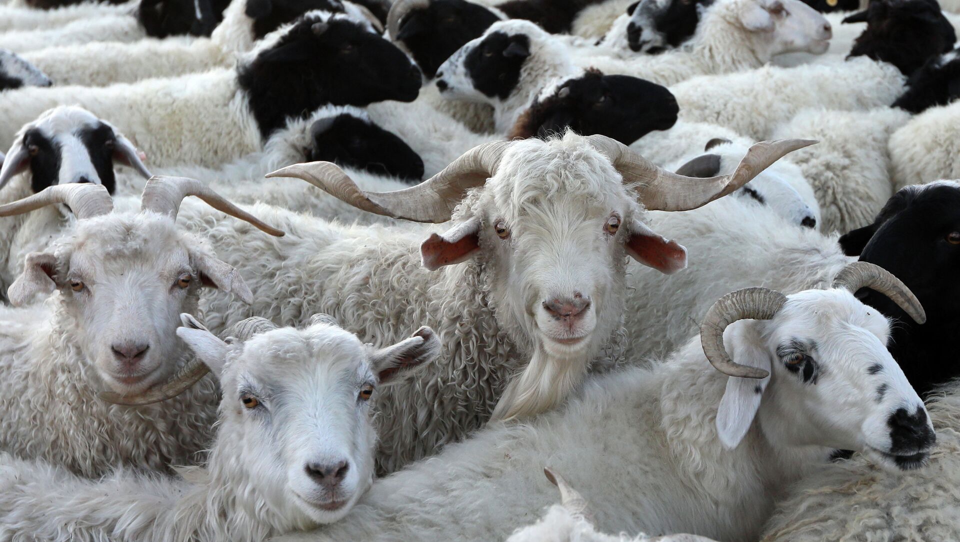 Овцы и козы в загоне на чабанской стоянке. Архивное фото - Sputnik Кыргызстан, 1920, 23.11.2021