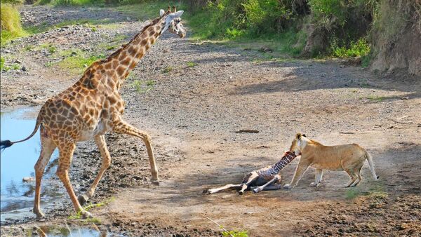 Жирафу не удалось защитить детеныша от львицы — трагическое видео - Sputnik Кыргызстан