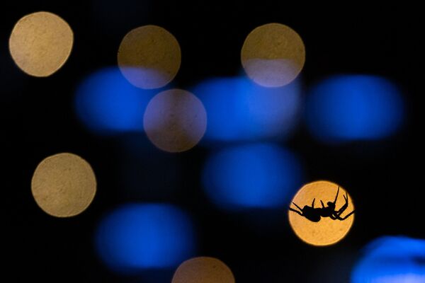 Анируд Камакери Уктаган жөргөмүш эмгеги менен Жаш фотосүрөтчү категориясынын финалисти болду - Sputnik Кыргызстан