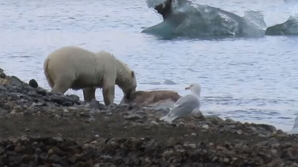 Опубликовано уникальное видео охоты белого медведя на оленя в воде - Sputnik Кыргызстан