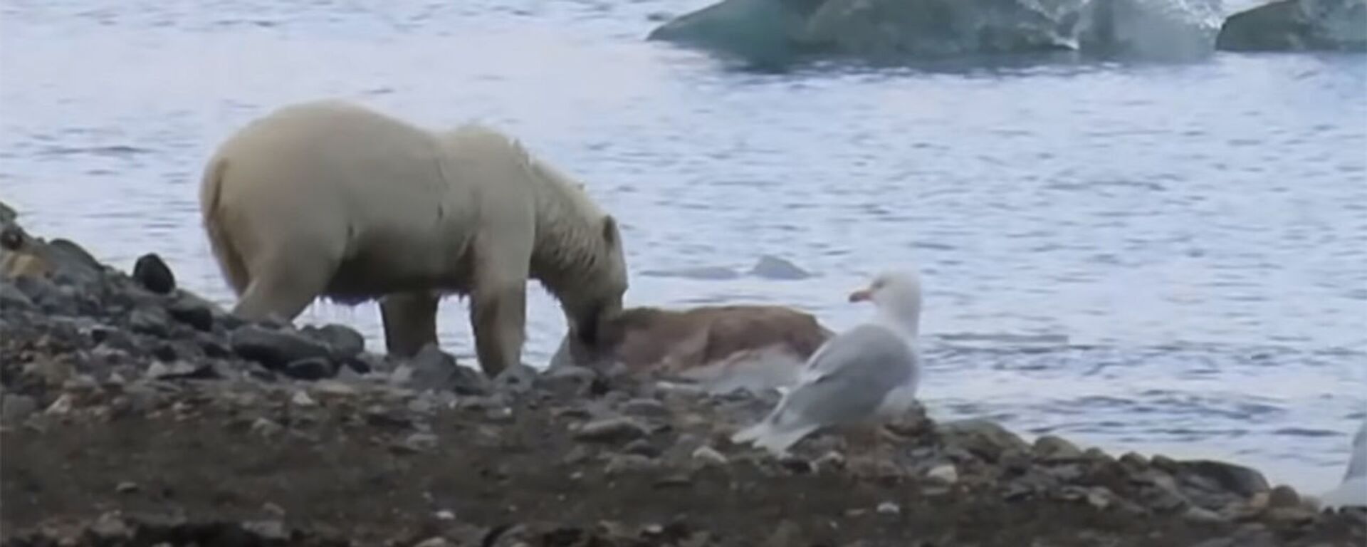 Опубликовано уникальное видео охоты белого медведя на оленя в воде - Sputnik Кыргызстан, 1920, 02.12.2021
