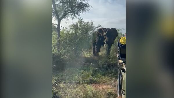Чудом спаслись! Разъяренный слон едва не перевернул джип с людьми — видео - Sputnik Кыргызстан