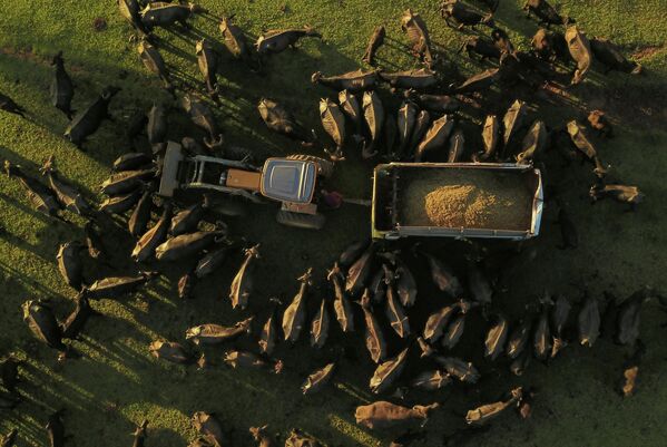 Волонтеры кормят истощенных диких буйволов в Бротасе (Бразилия) - Sputnik Кыргызстан