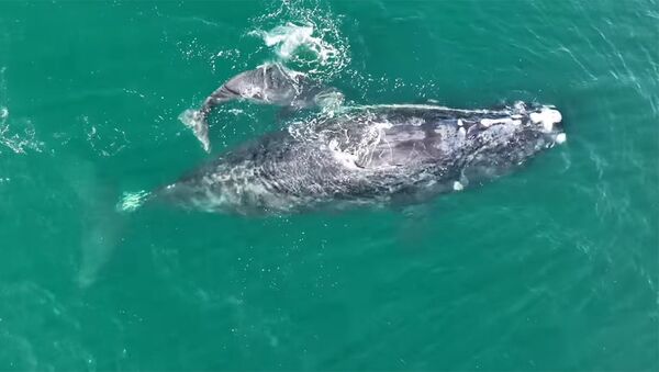Самка кита запуталась в сетях и родила детеныша — им не могут помочь. Видео - Sputnik Кыргызстан