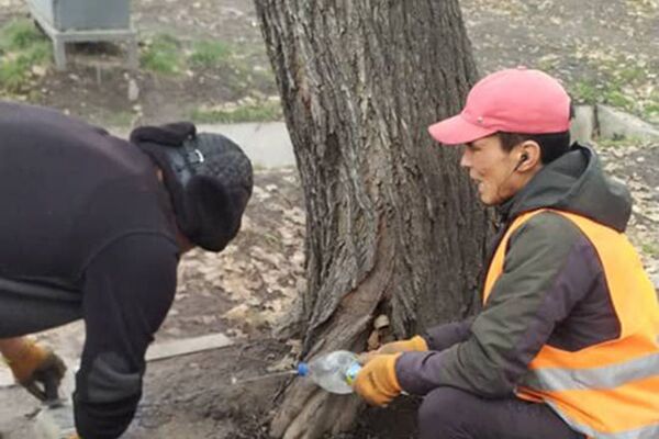 Деревья освобождают из плена цемента в Бишкеке - Sputnik Кыргызстан