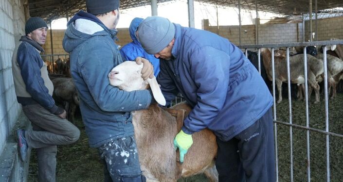 В Кыргызстане начали чипировать овец кыргызской породы Арашан. 10 декабря 2021 года