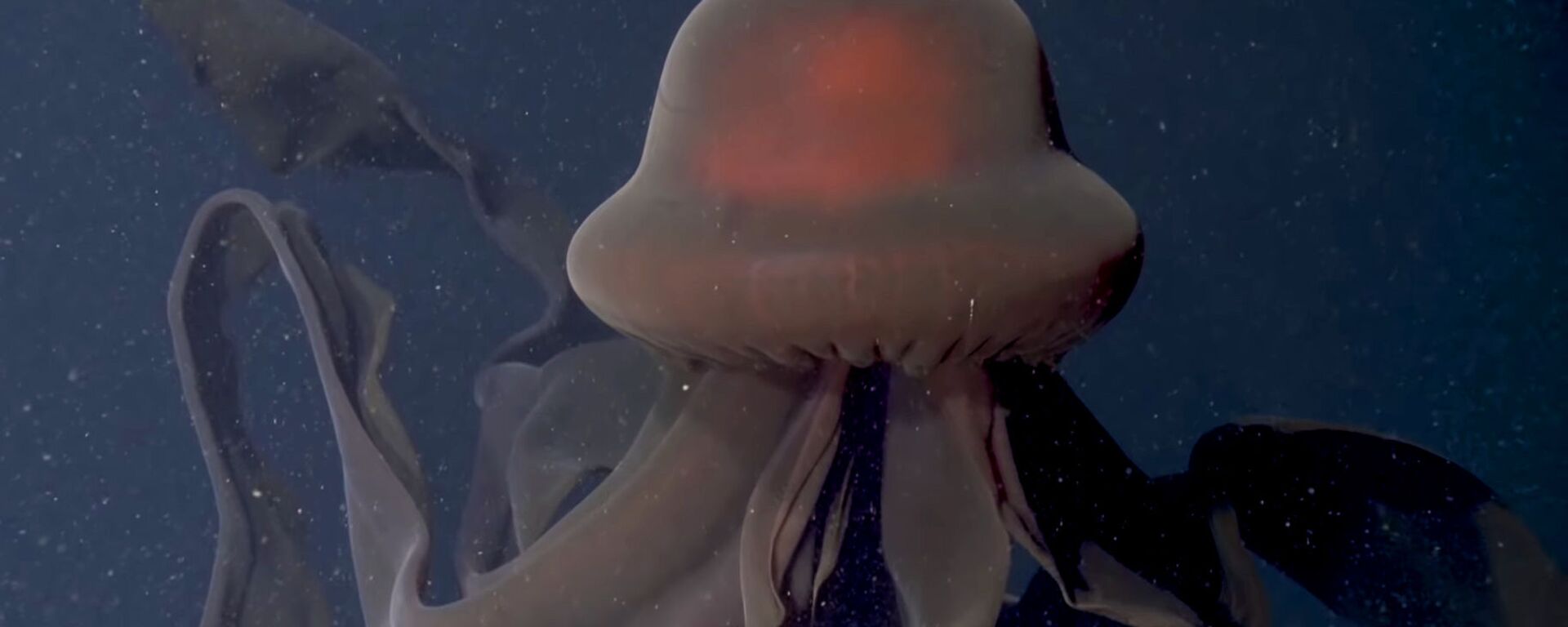 Редкая гигантская медуза попала на видео. Ее танец завораживает - Sputnik Кыргызстан, 1920, 13.12.2021