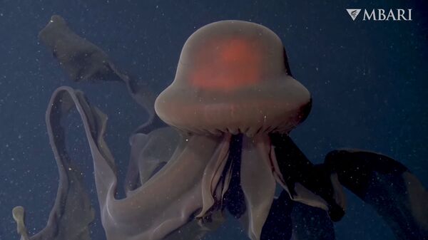 Редкая гигантская медуза попала на видео. Ее танец завораживает - Sputnik Кыргызстан