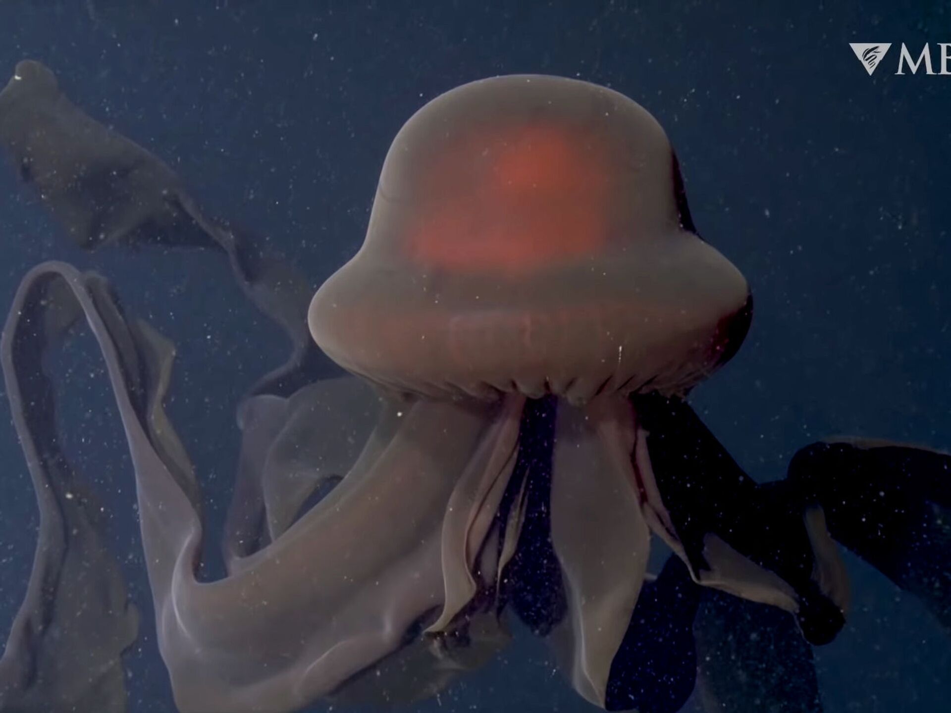 Медуза не умеет плавать в ночи