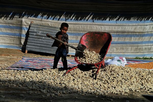 Ребенок убирает пустые кукурузные початки в Индонезии - Sputnik Кыргызстан
