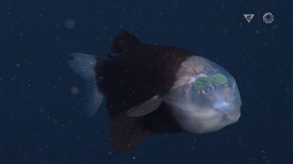 Ученые нашли странную рыбу с двумя зелеными шарами в голове — видео - Sputnik Кыргызстан