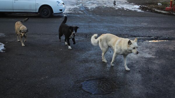 Бродячие собаки. Архивное фото - Sputnik Кыргызстан