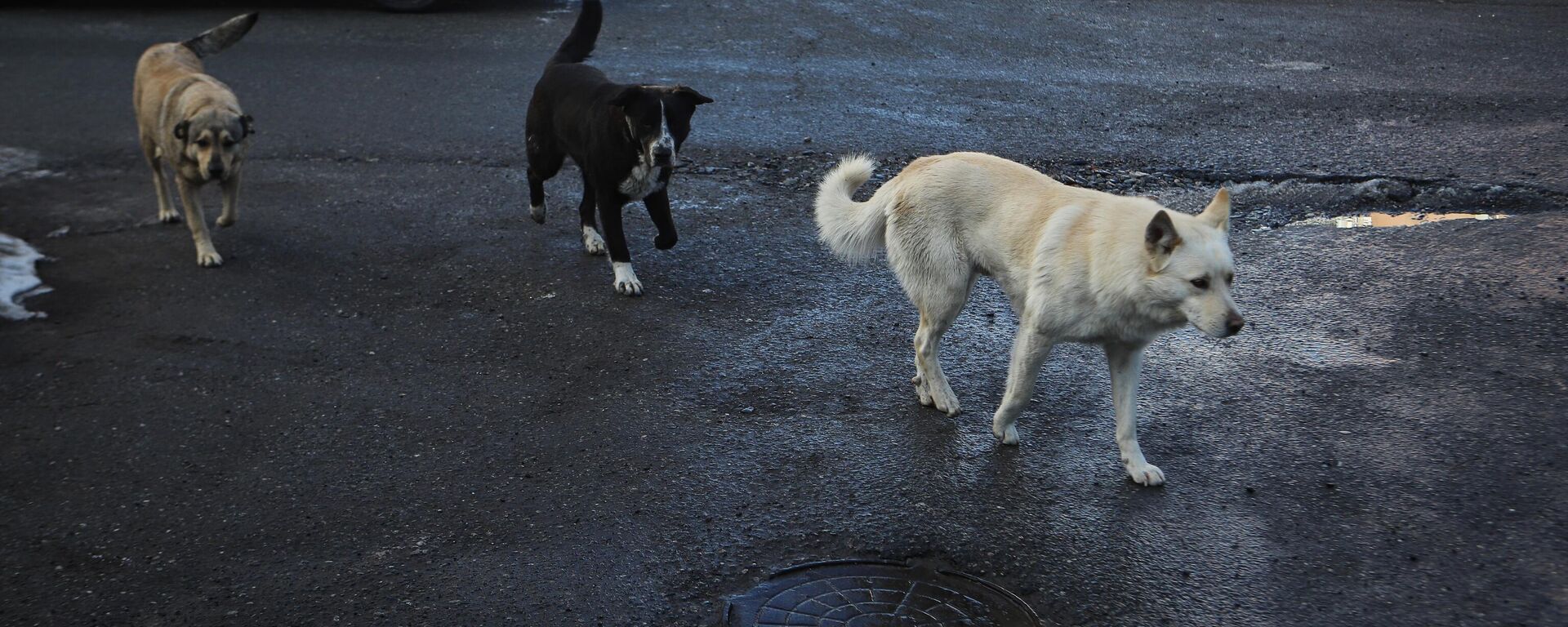 Бездомные собаки - Sputnik Кыргызстан, 1920, 02.04.2026