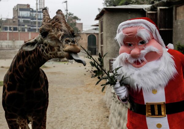 Мужчина в костюме Санта-Клауса кормит жирафа в зоопарке Уачипа в Лиме (Перу) - Sputnik Кыргызстан