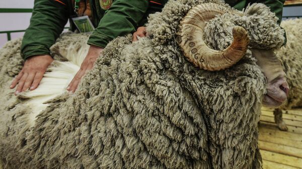 Овца пароды меринос. Архивное фото - Sputnik Кыргызстан