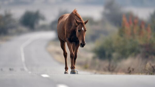 Лошадь идет по дороге. Архивное фото - Sputnik Кыргызстан