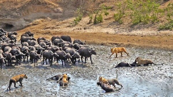 Огромное стадо буйволов отбивает телят у прайда львов — драматичное видео - Sputnik Кыргызстан
