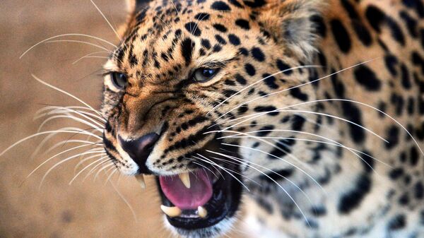 Леопард. Архивное фото - Sputnik Кыргызстан