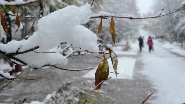 Снег на ветви деревьев. Архивное фото - Sputnik Кыргызстан