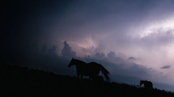 Лошади во время грозы. Архивное фото - Sputnik Кыргызстан