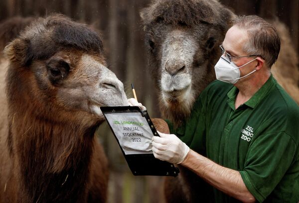 Смотритель Лондонского зоопарка с двугорбыми верблюдами во время ежегодной инвентаризации - Sputnik Кыргызстан
