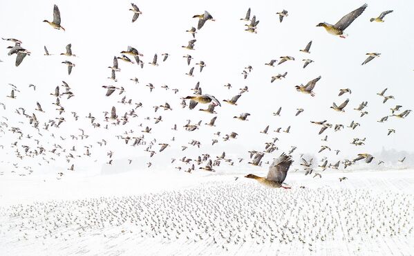 Абсолютную победу и звание фотографа — натуралиста года завоевал Терье Колас (Terje Kolaas). Его снимок зимней миграции розовых гусей был сделан при помощи дрона. - Sputnik Кыргызстан