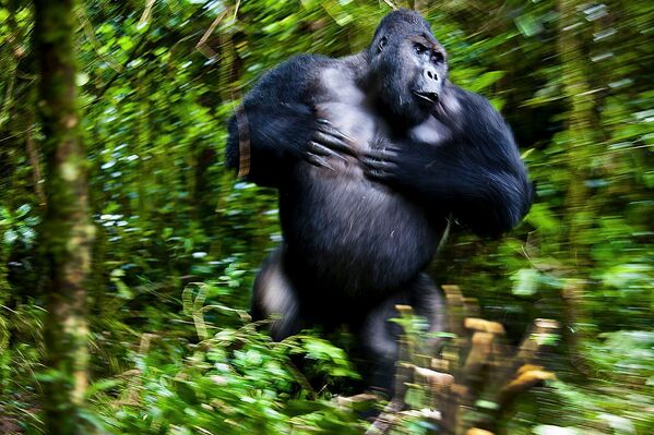 Конго Республикасында тартылган горилланын бул сүрөтү автор Йозефо Фридхуберге &quot;Сүт эмүүчүлөр&quot; категориясында жеңиш тартуулады. - Sputnik Кыргызстан