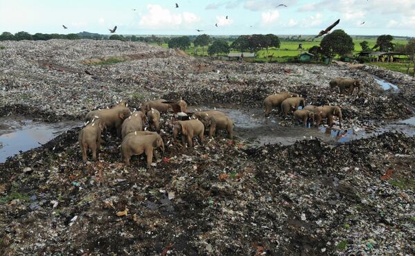 Дикие слоны ищут еду на свалке в округе Ампара (Шри-Ланка) - Sputnik Кыргызстан