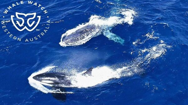 Косатка передумала нападать на попавшего в западню кита и спасла его. Видео - Sputnik Кыргызстан