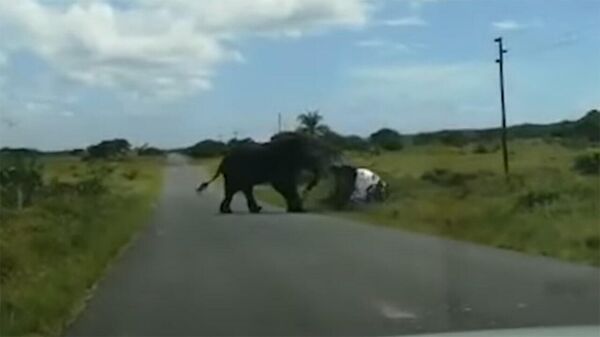 Разъяренный слон перевернул авто с туристами. Видео из ЮАР - Sputnik Кыргызстан