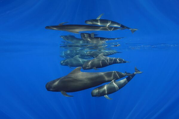 Группа китов из взрослых самок и детенышей. Фото сделал Эдуардо Асеведо и победил в категории &quot;Широкий угол&quot;.  - Sputnik Кыргызстан