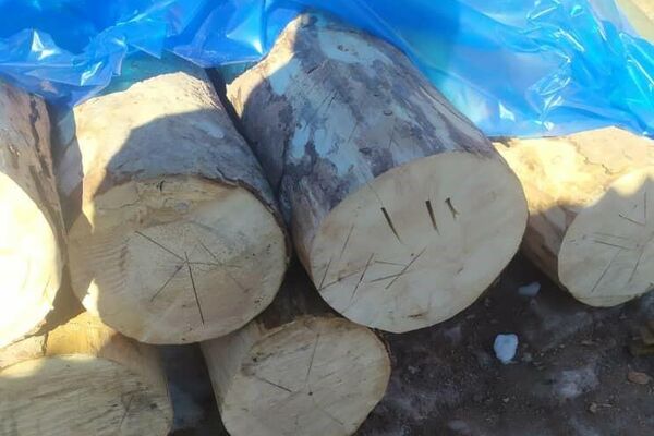 24 января в туристическо-экологическую милицию поступила информация, что во дворе дома одного из жителей курорта &quot;Джеты-Огуз&quot; хранятся незаконно вырубленные деревья - Sputnik Кыргызстан