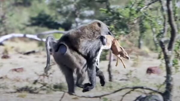 Кабыландан кутулуп, маймылга жем болгон кичинекей антилопа. Видео - Sputnik Кыргызстан