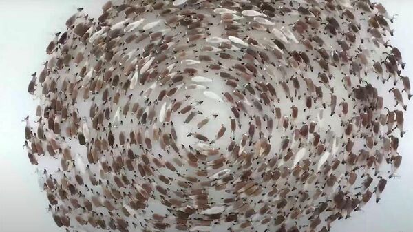 Кооптонуп, тегерене чуркап. Бугулардын асмандан тартылган кызыктуу видеосу - Sputnik Кыргызстан