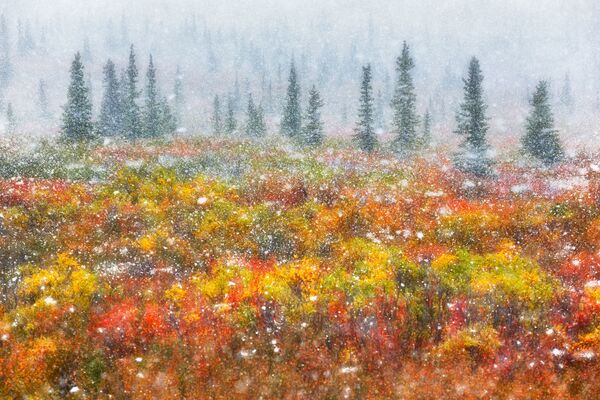 Аляскадагы Денали деп аталган улуттук парк. Күзгү тундрага кар түшүп жаткан учур. Фотограф Фортунато Гатто, Италия - Sputnik Кыргызстан