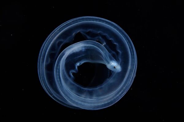 Филиппинде тартылган сүрөт. Океан суусундагы табышмактуу жандык. Фотограф Чжиюе Ши, Кытай - Sputnik Кыргызстан