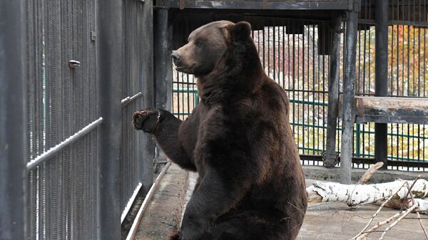 Медведь в вольере зоопарка. Архивное фото - Sputnik Кыргызстан
