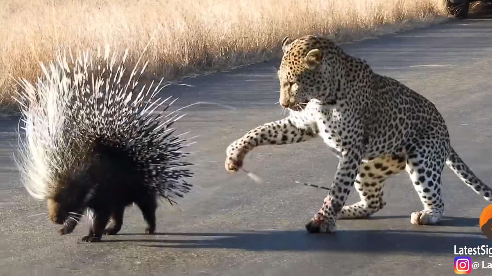 Леопард бросился на дикобраза, но был остановлен в своих намерениях Леопард бросился на дикобраза, но был остановлен в своих намерениях